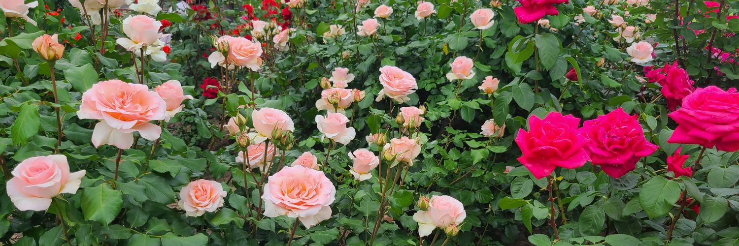 crownrose0066's profile banner image