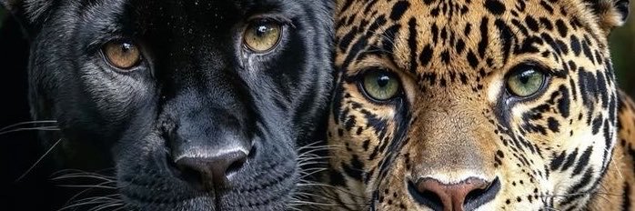 cherrycrumblee's profile banner image
