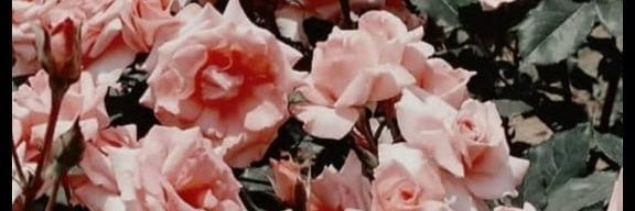 jle2212's profile banner image