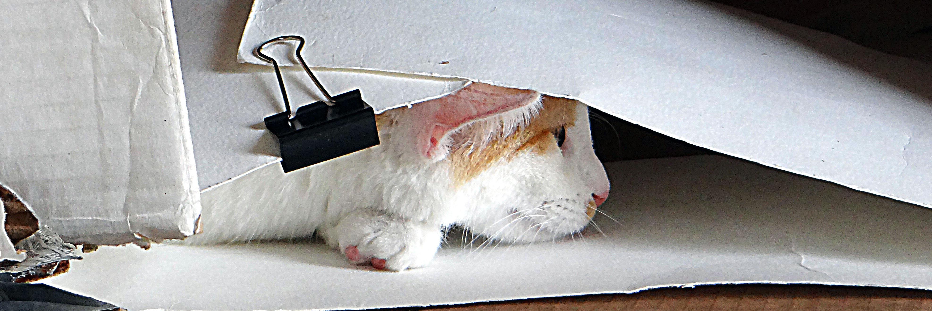 THEA_VanCat's profile banner image