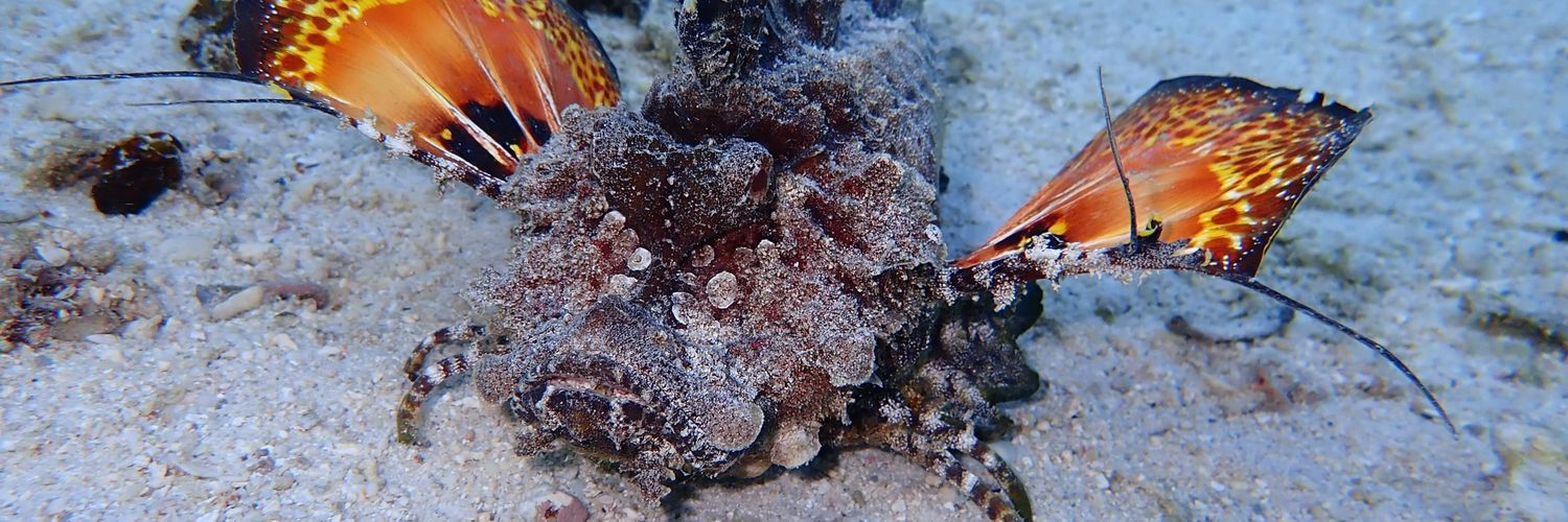 Lissette Victorero banner