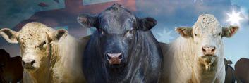 Beef_Connection's profile banner image