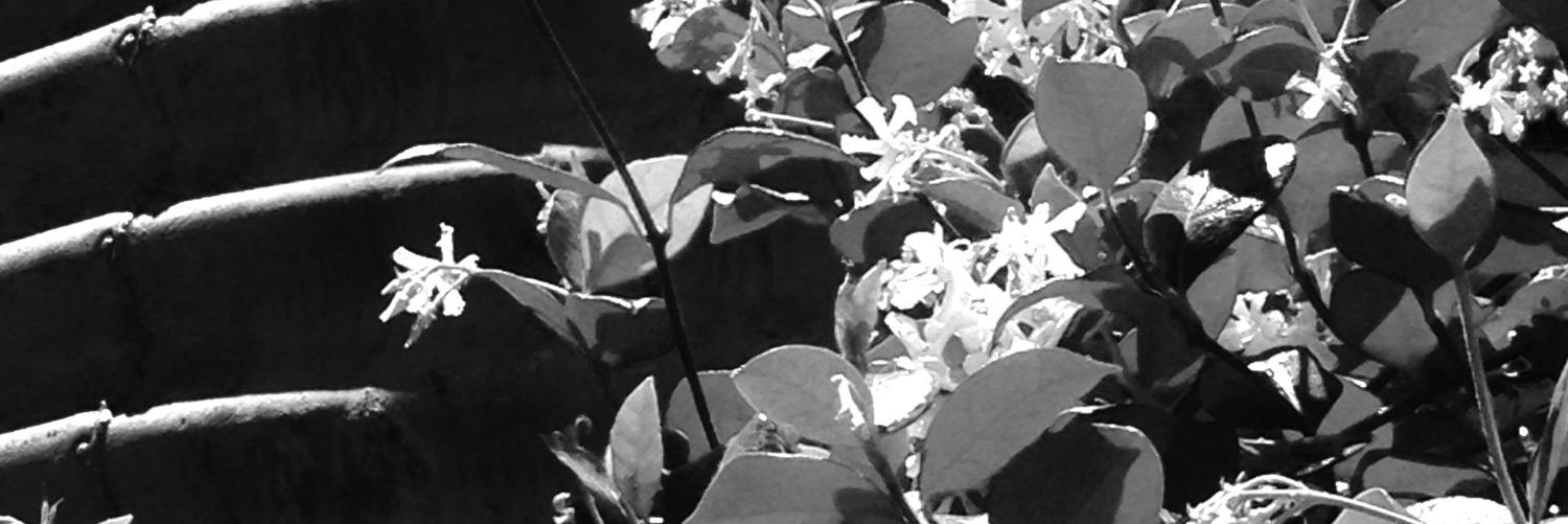 caspics's profile banner image