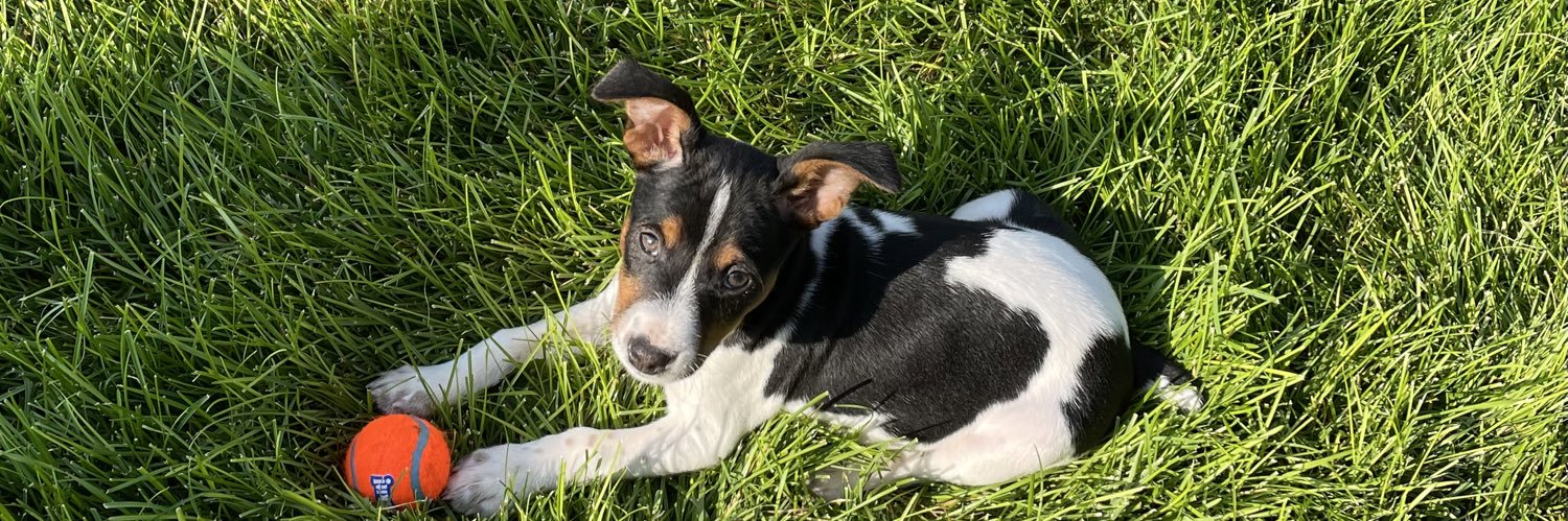Frankie Lou🐾💖 banner