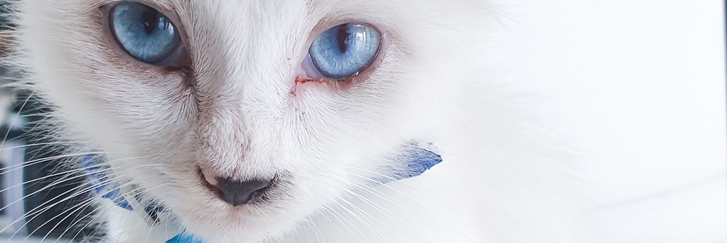 onlyrans's profile banner image