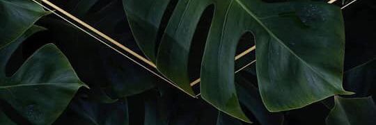 SchaAten's profile banner image