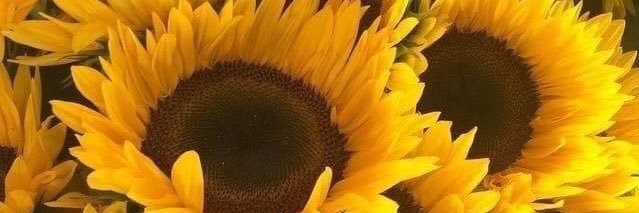 njcotten's profile banner image