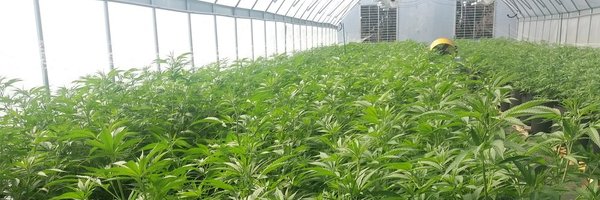 TheHempMaven Profile Banner