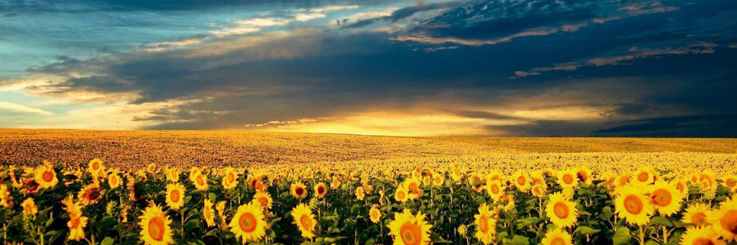 folynick's profile banner image