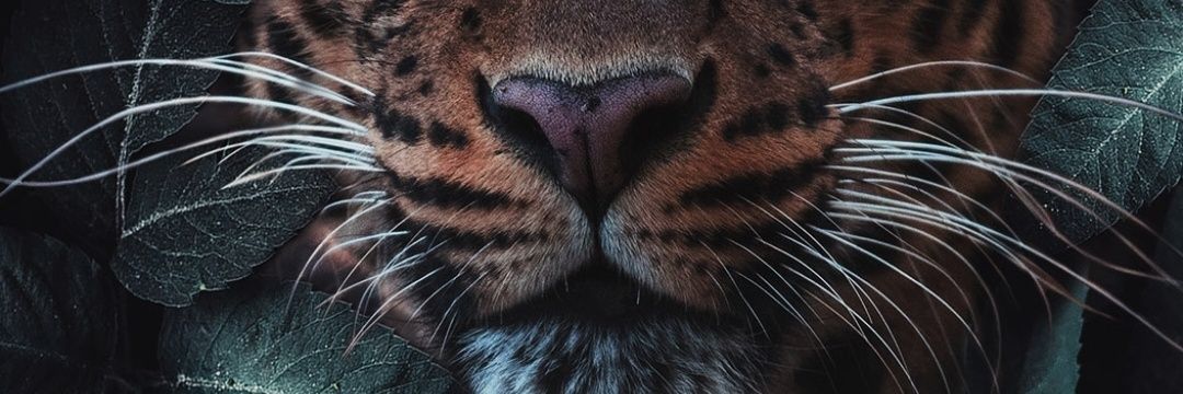 aali_oztrkk's profile banner image