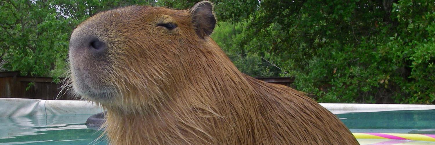 casualcapybara's profile banner image
