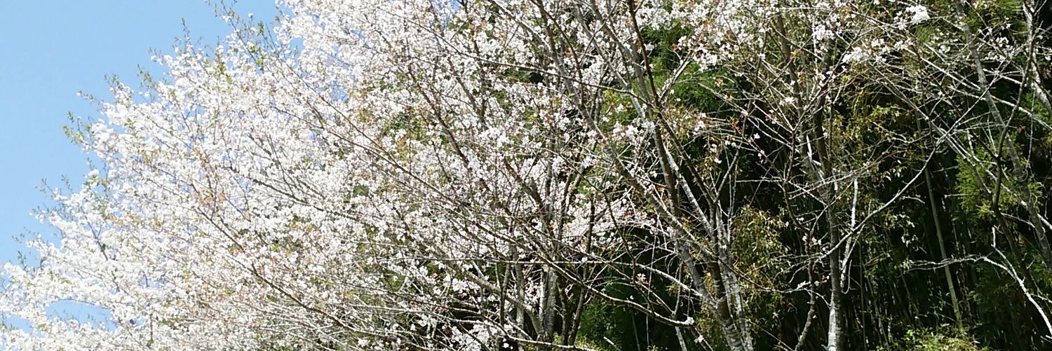 miya_1177's profile banner image
