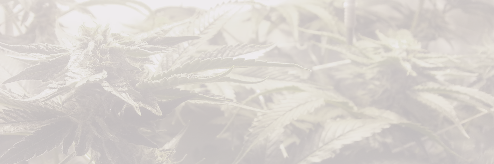 GanjaReviews's profile banner image