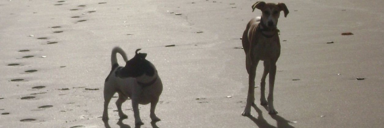 Betsi-Boo & Stanley 💞 banner