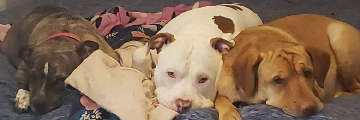 BethanySuzzanne's profile banner image