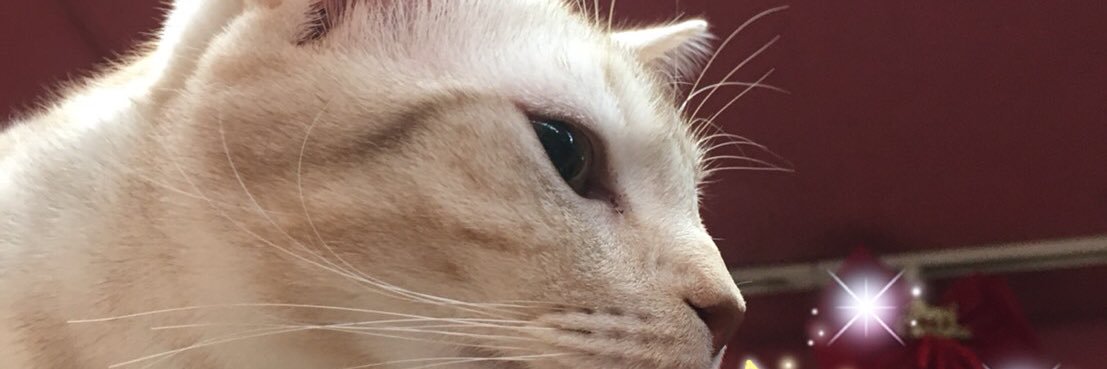 junkat7's profile banner image