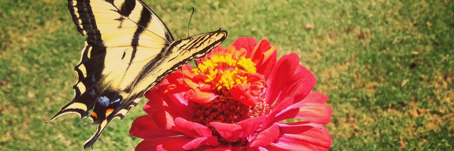 SusanFutrell's profile banner image