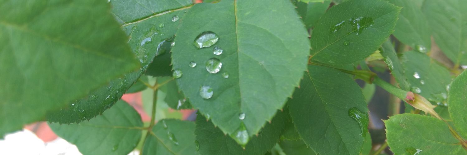 beancrown's profile banner image