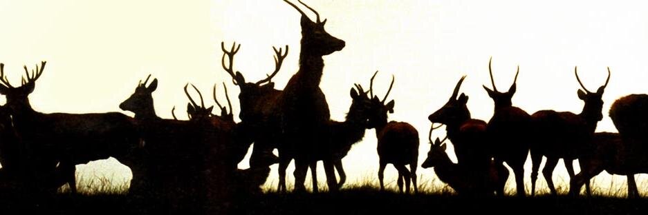Beinghunted's profile banner image