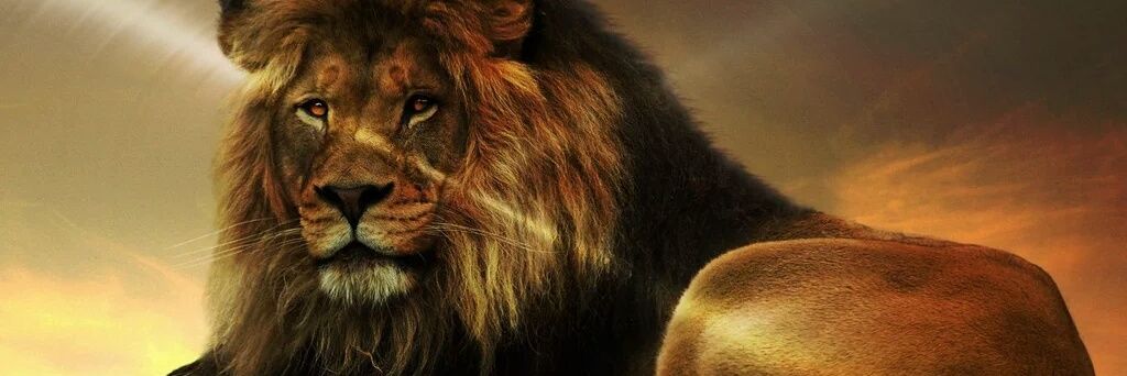 Patry_felis's profile banner image