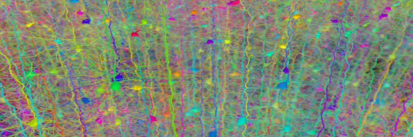 EdDendrites's profile banner image
