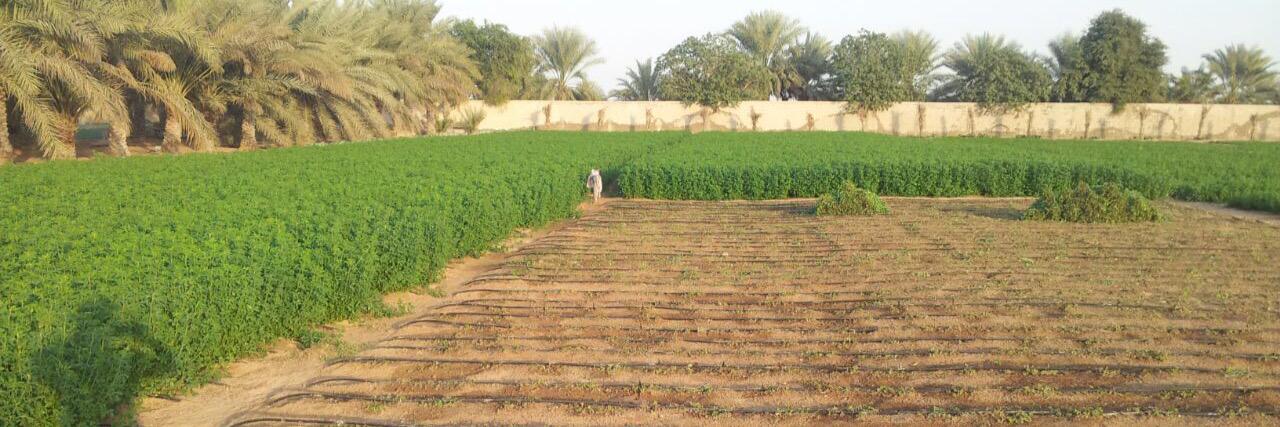 alfaqaafarm's profile banner image