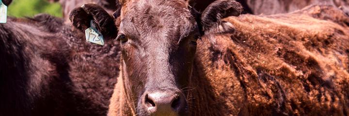 TNWagyu's profile banner image