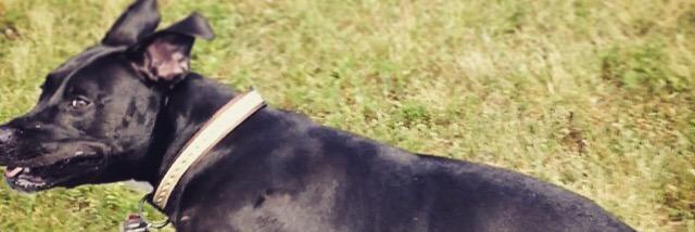 Marlee_The_Pit's profile banner image