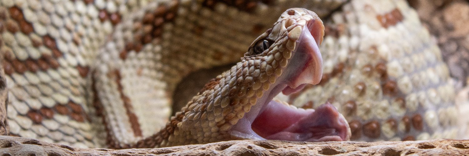 SnakeFarmZoo's profile banner image