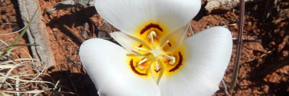 Wilderness Wanderer banner