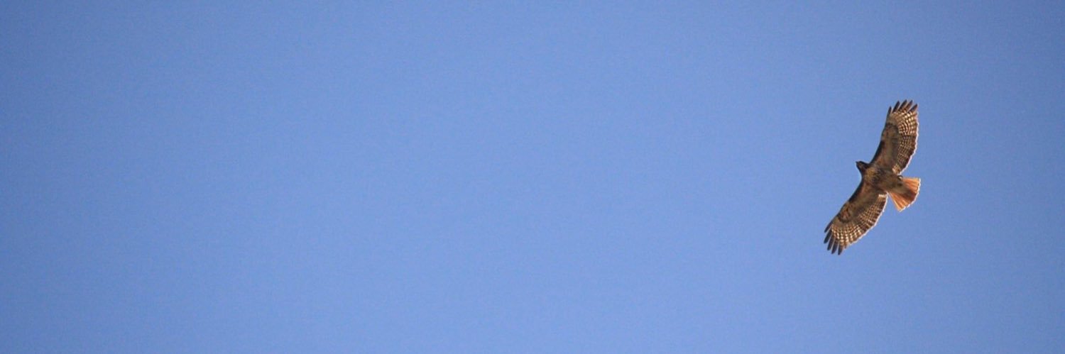 FiveOTrees's profile banner image