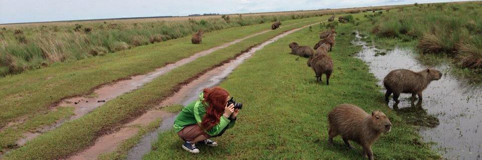 Daniela Wilner banner