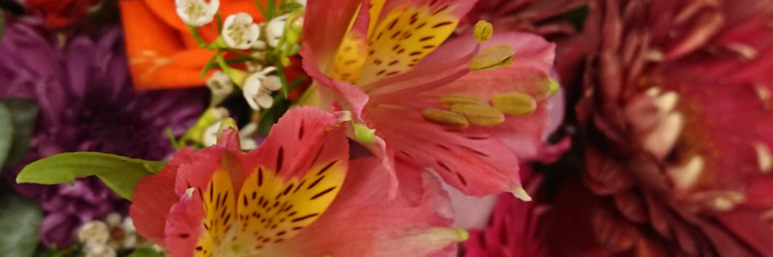 Bethany Freeman banner