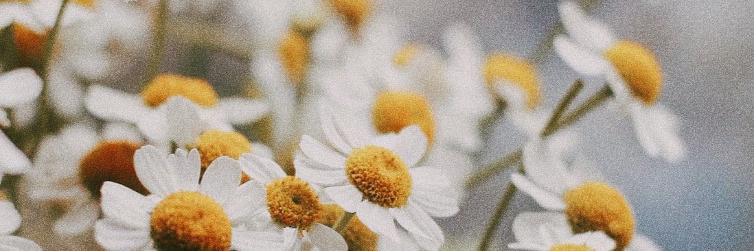 elisibalini's profile banner image