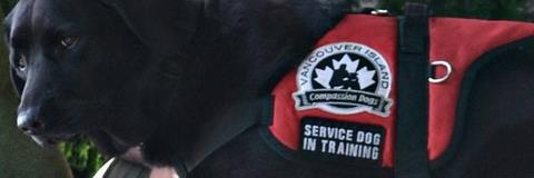 VICompassionDog's profile banner image