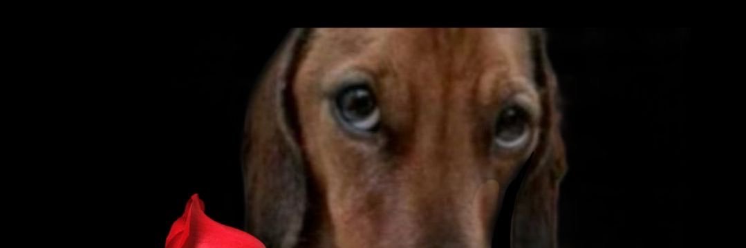 Icaro Mariano banner