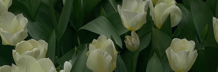 flowerylesterr's profile banner image