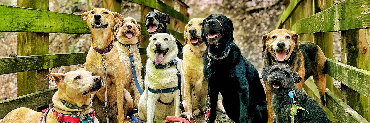 DCDogHikes's profile banner image