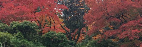 dylan_nak Profile Banner