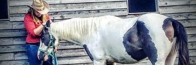 mb_horse's profile banner image