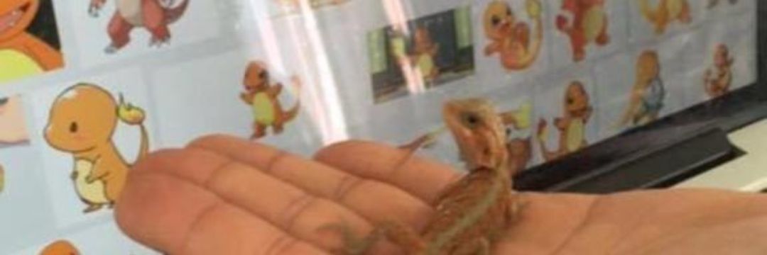 charmanderr5000's profile banner image