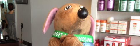 CFgreyhounds's profile banner image