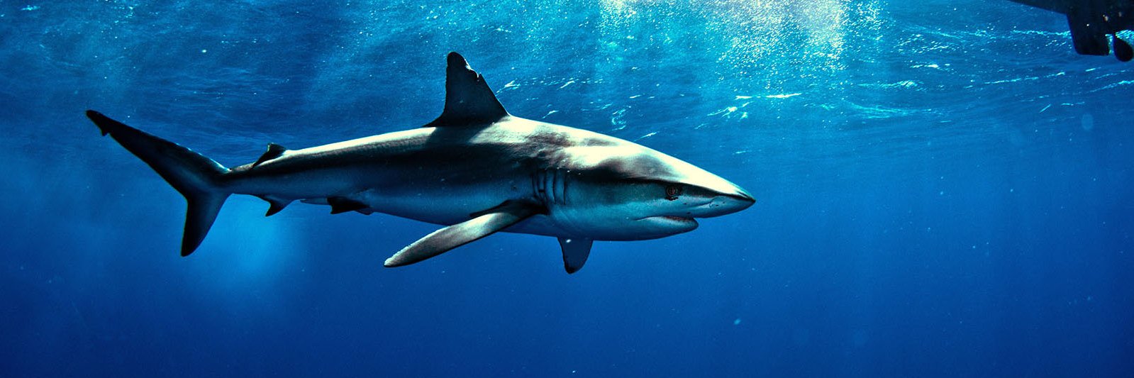 ʎǝlᴉɐq🦈 banner