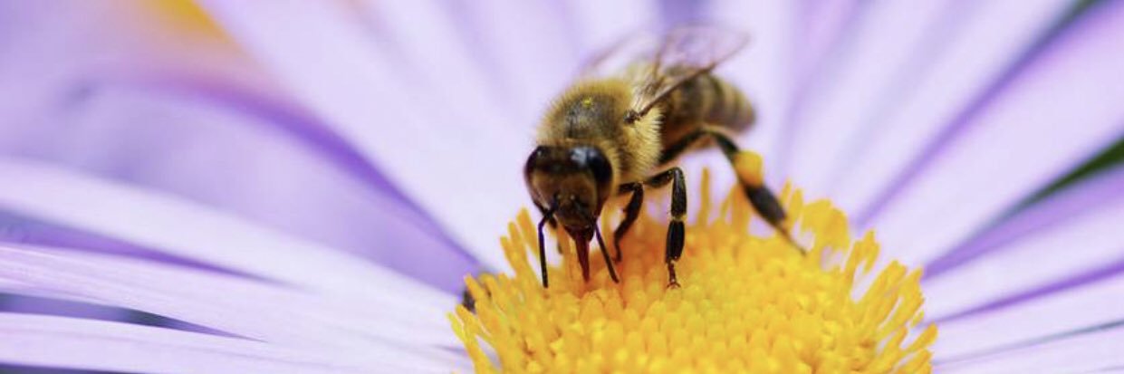 bumbling_bea_'s profile banner image