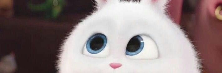 🐰🐰 banner