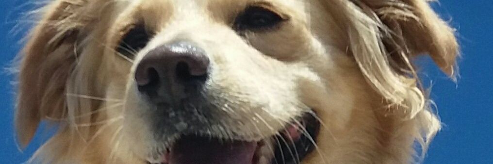 DoQuerien's profile banner image