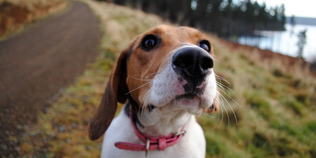 Barkingdad Gosforth’s Dogwalker banner