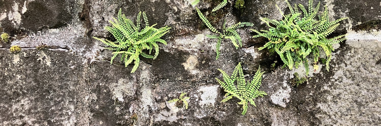 David Doña Guillón banner