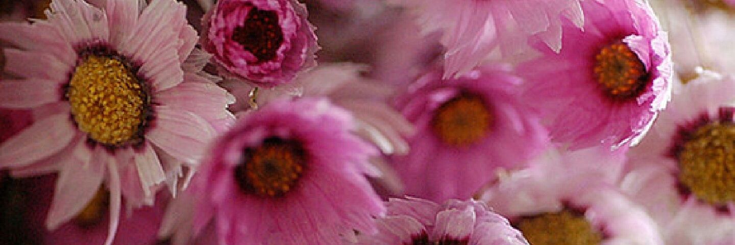 BSR_HWS3's profile banner image