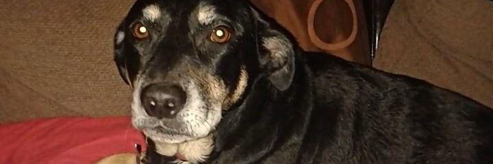 Panda is Missing! banner